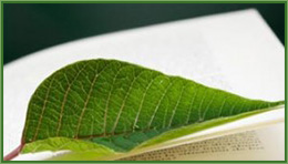 Become a Lymphatic Therapist